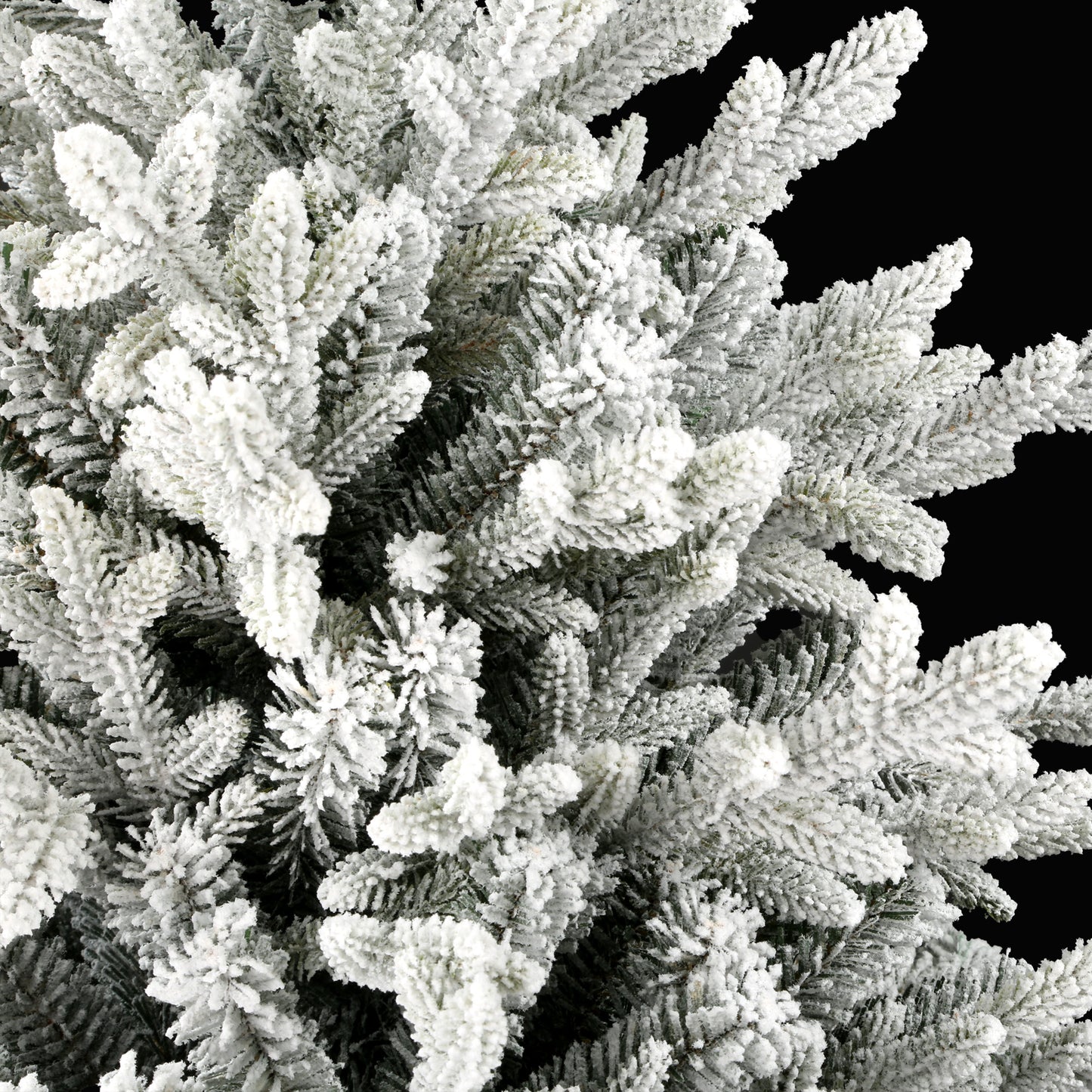 Norwegian Fir