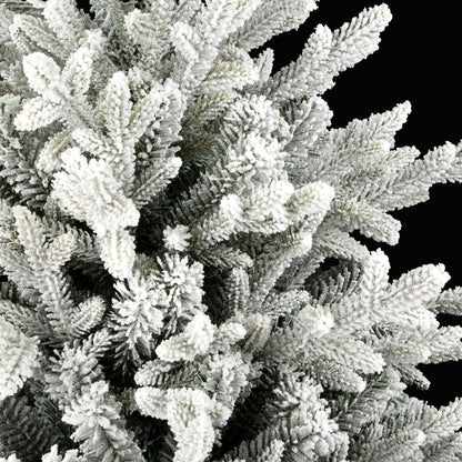 Norwegian Fir