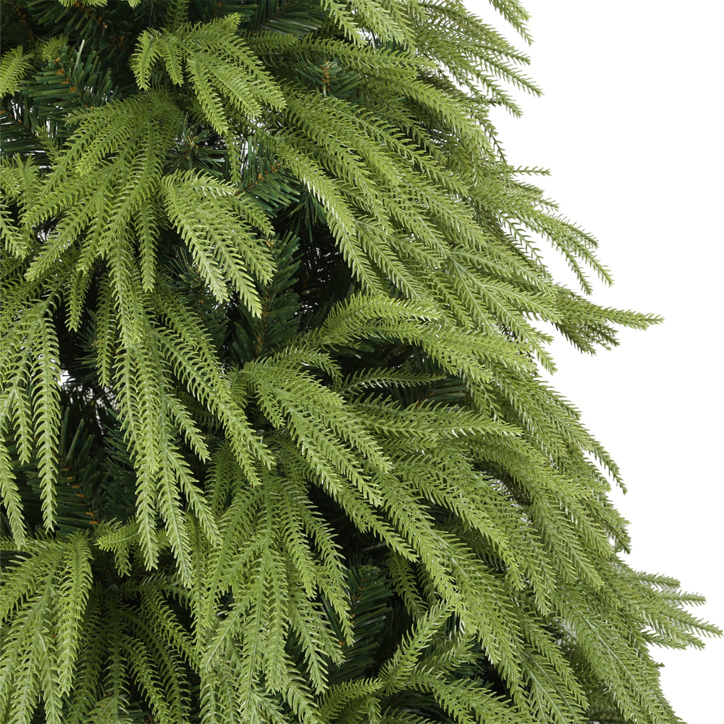 Anna Fir
