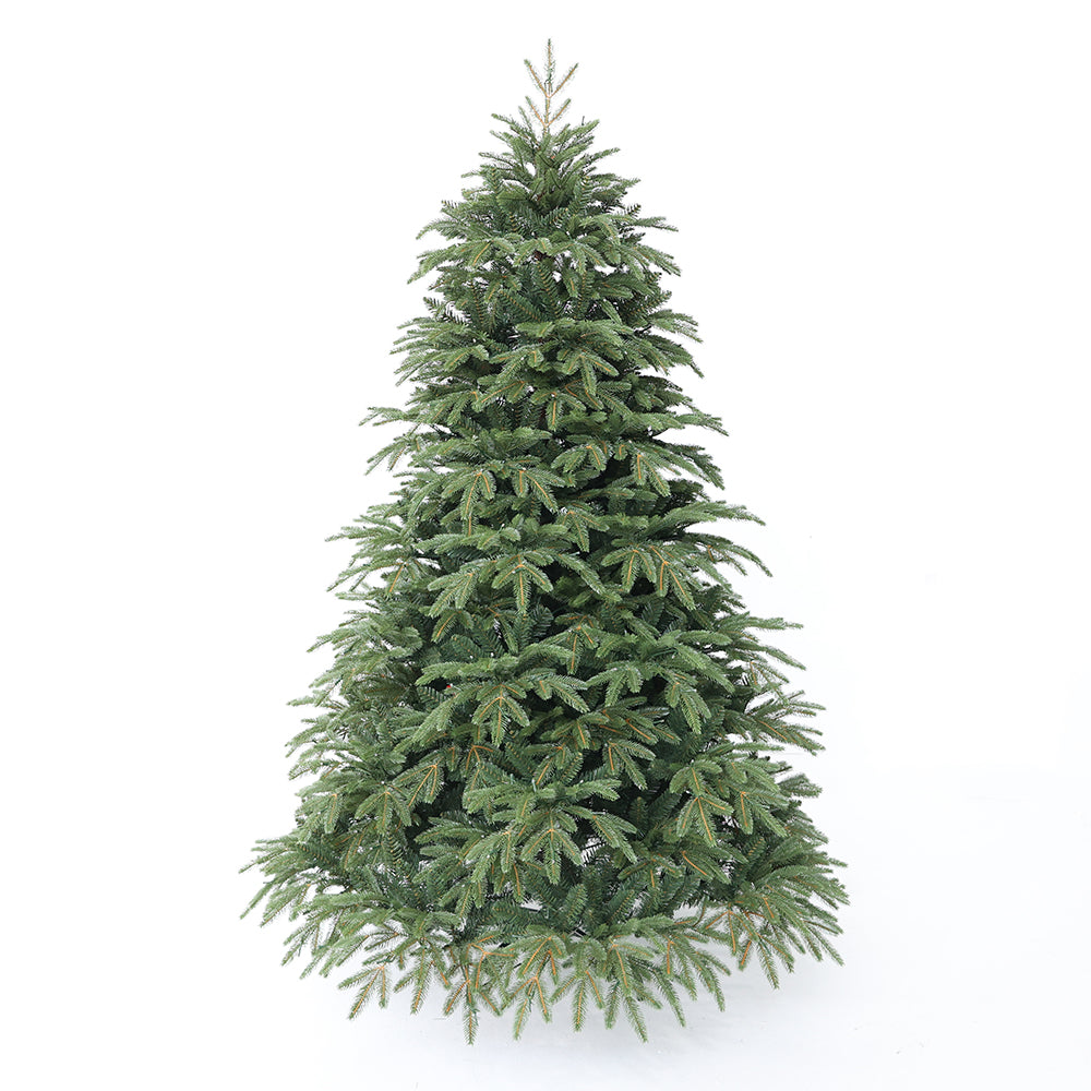 Nordmann fir