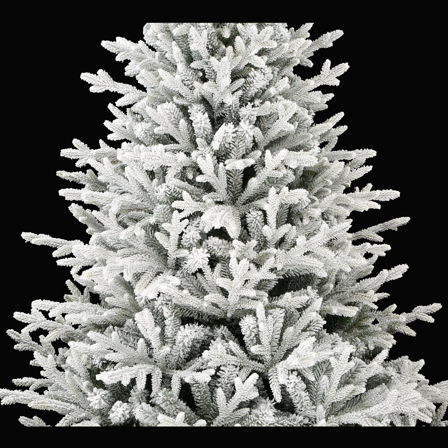 Norwegian Fir