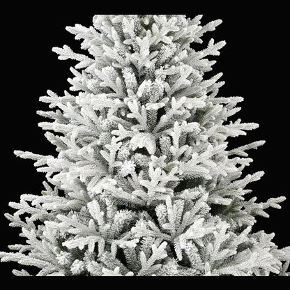 Norwegian Fir