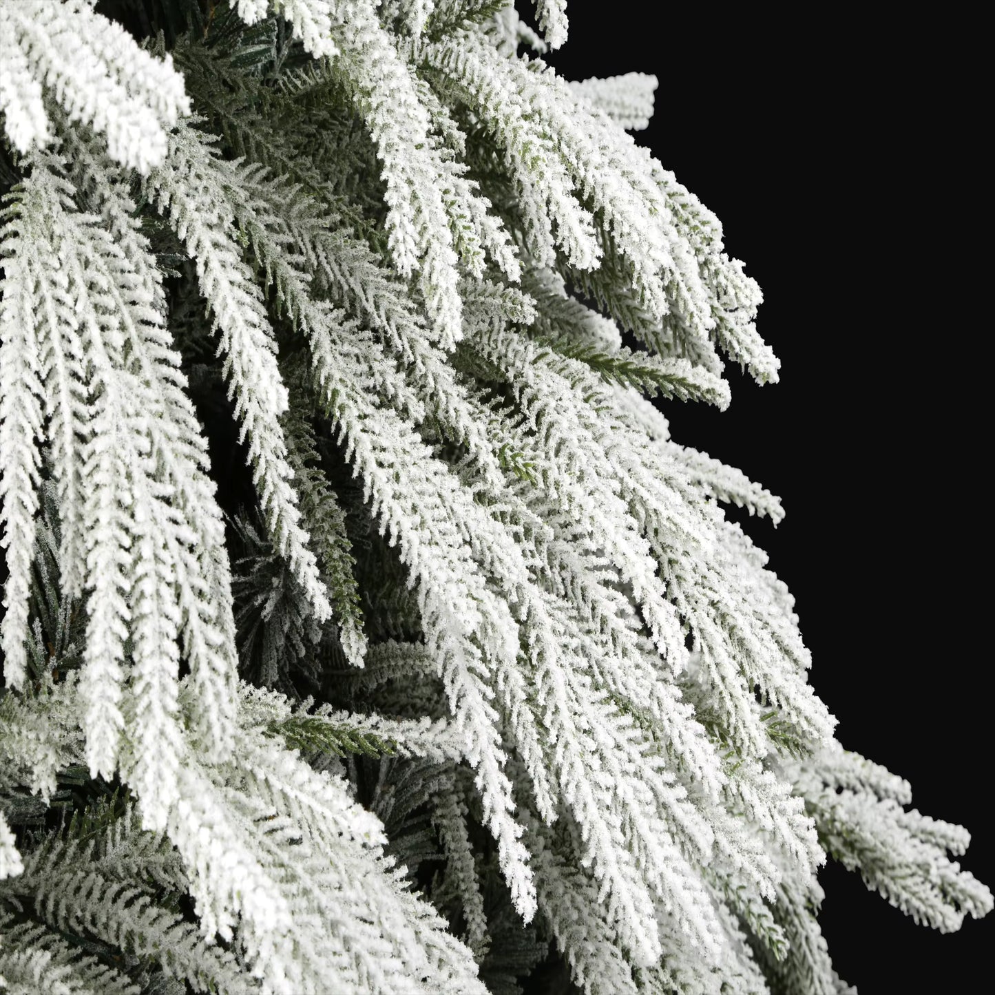 Ella Fir