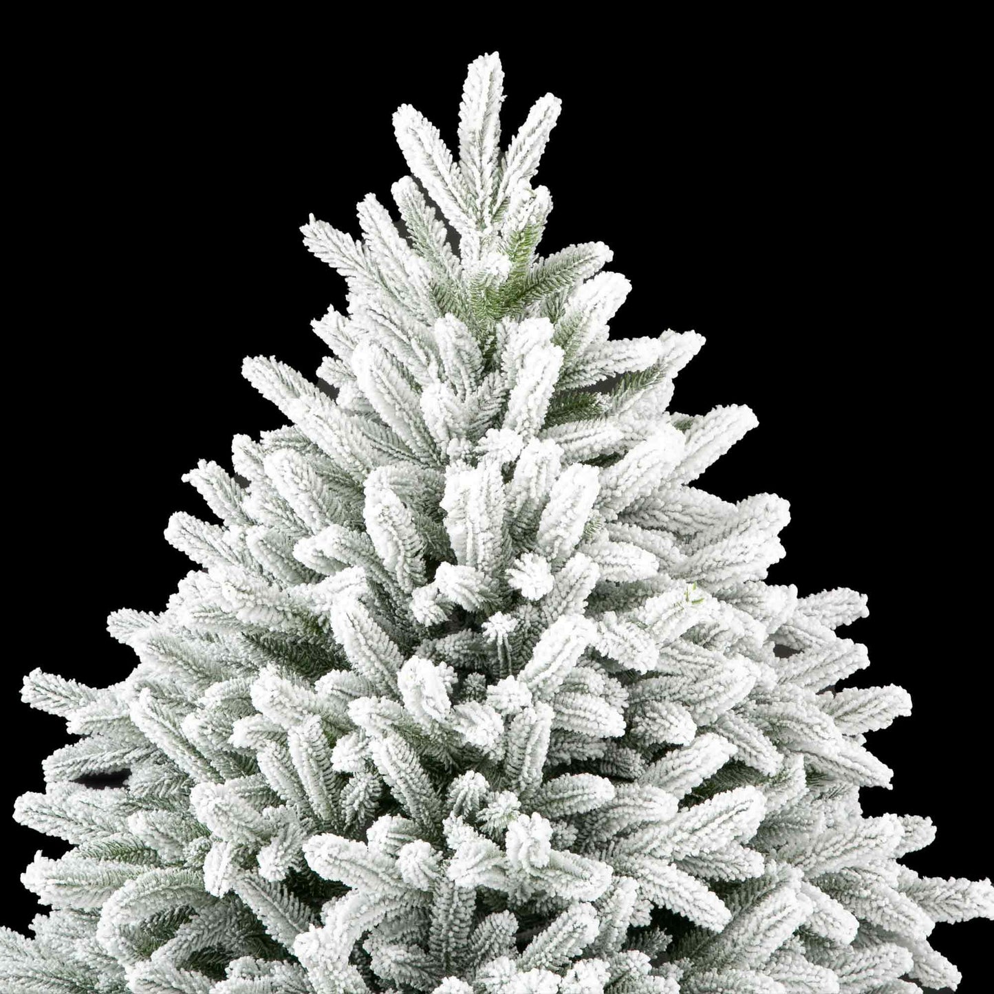 Maya Fir
