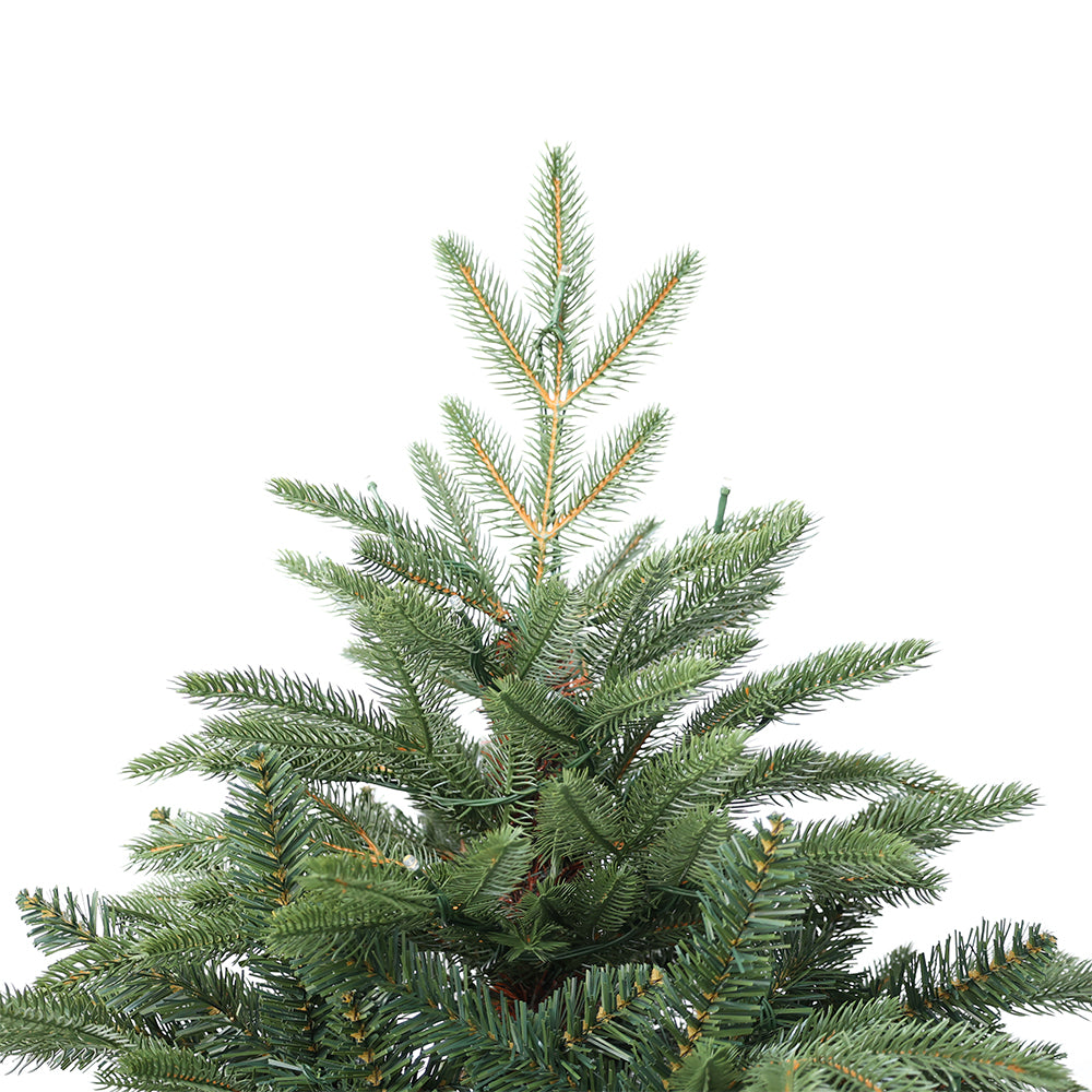 Nordmann fir