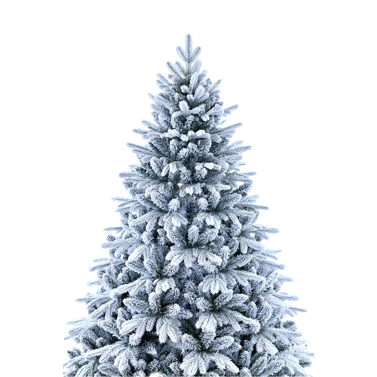 Amber Fir