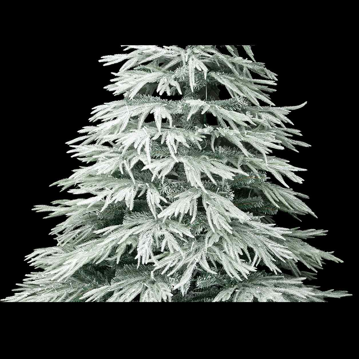 Lucy Fir