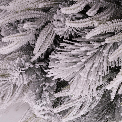 Luna Fir