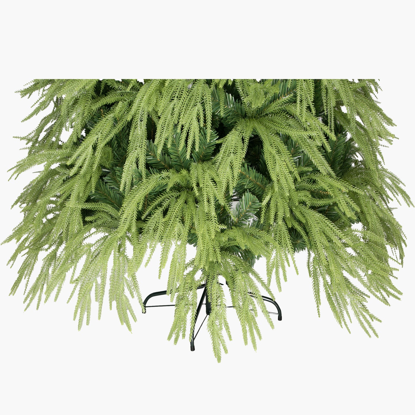 Anna Fir