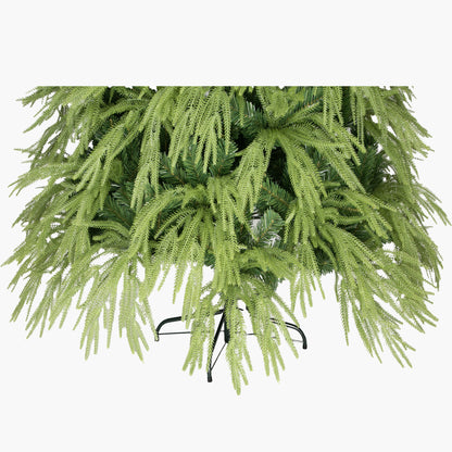 Anna Fir