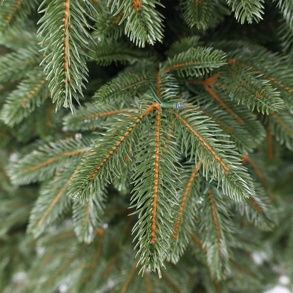 Nordmann fir