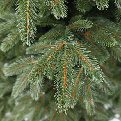 Nordmann fir