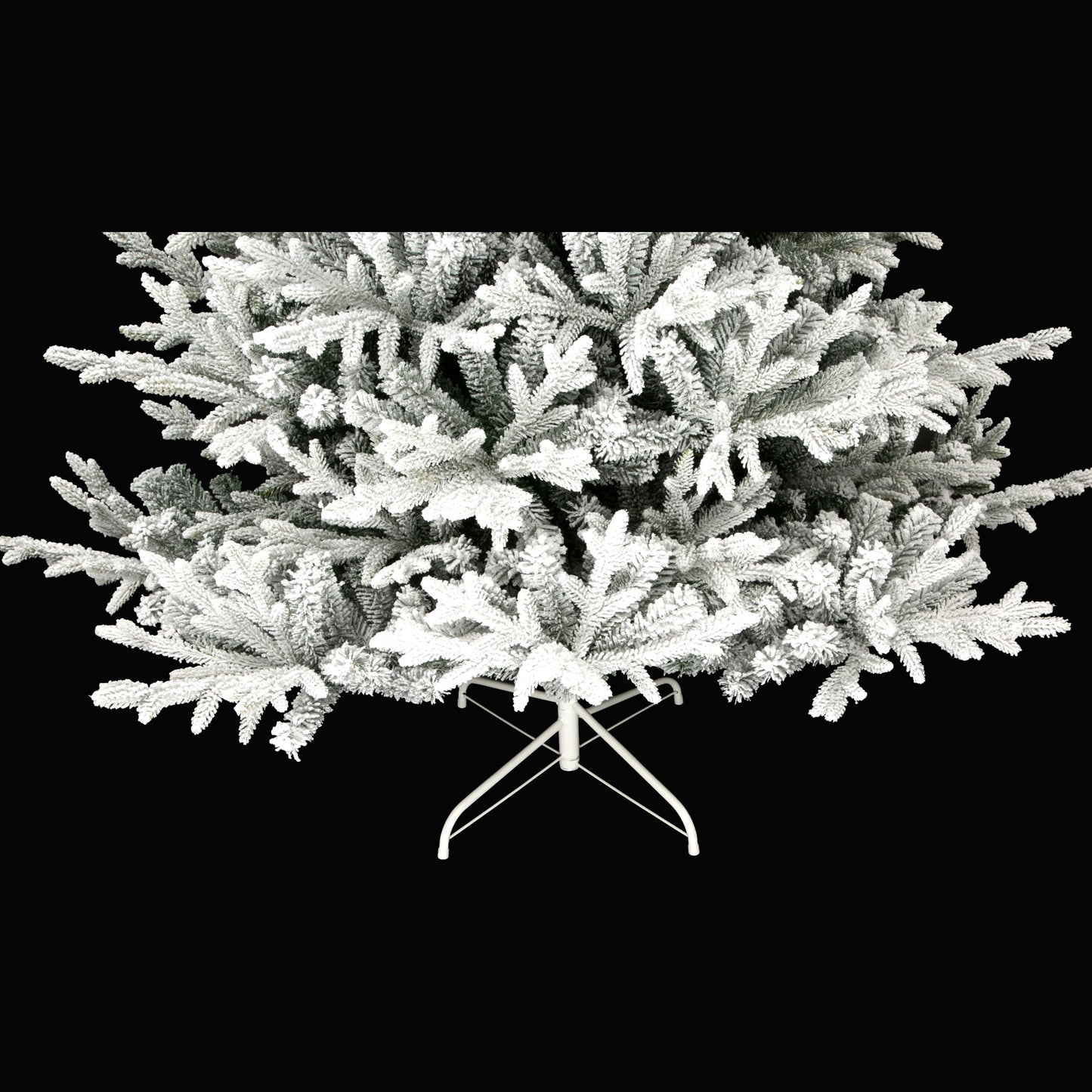 Norwegian Fir