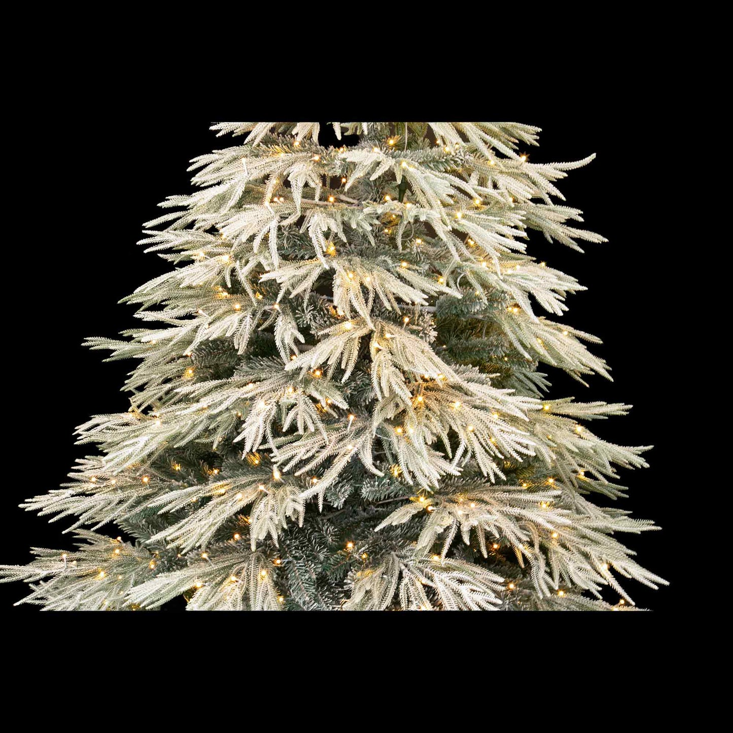 Lucy Fir
