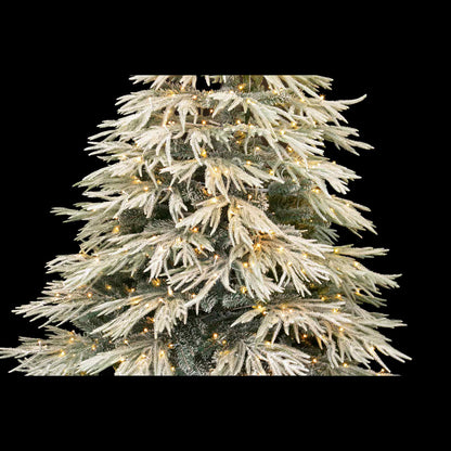 Lucy Fir
