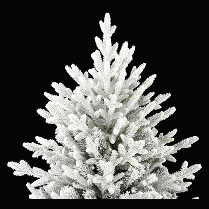 Norwegian Fir