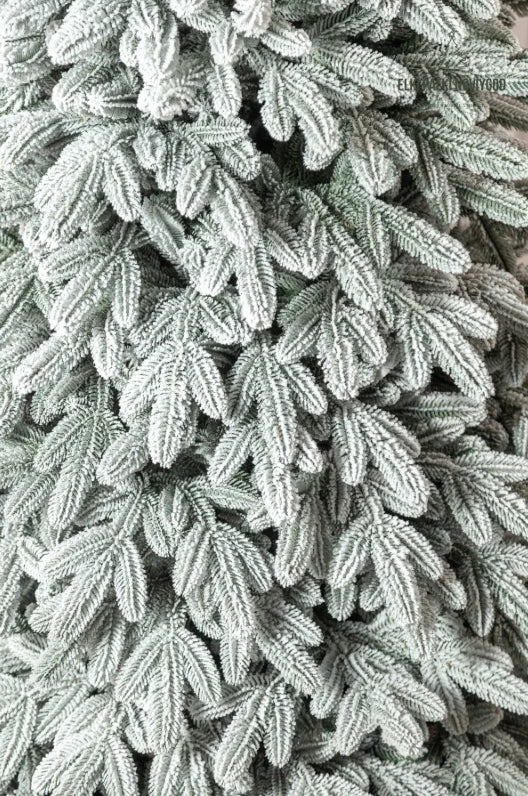 Sapin Laponie