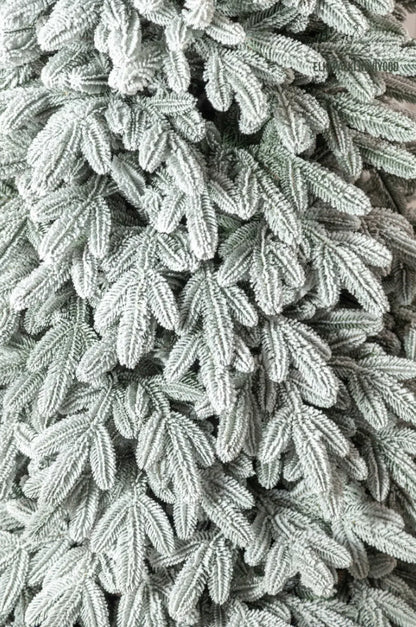 Sapin Laponie