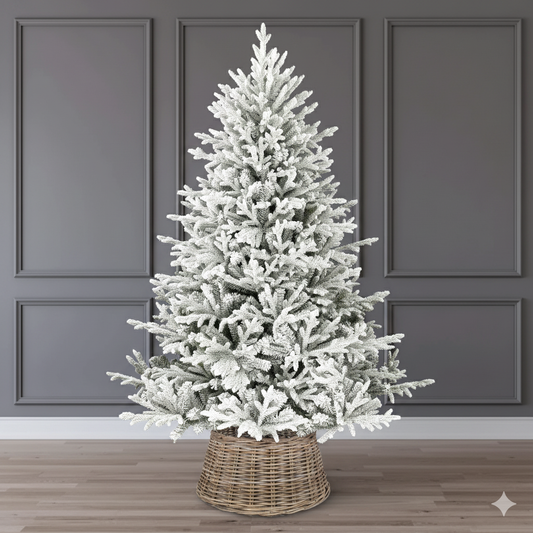 Norwegian Fir
