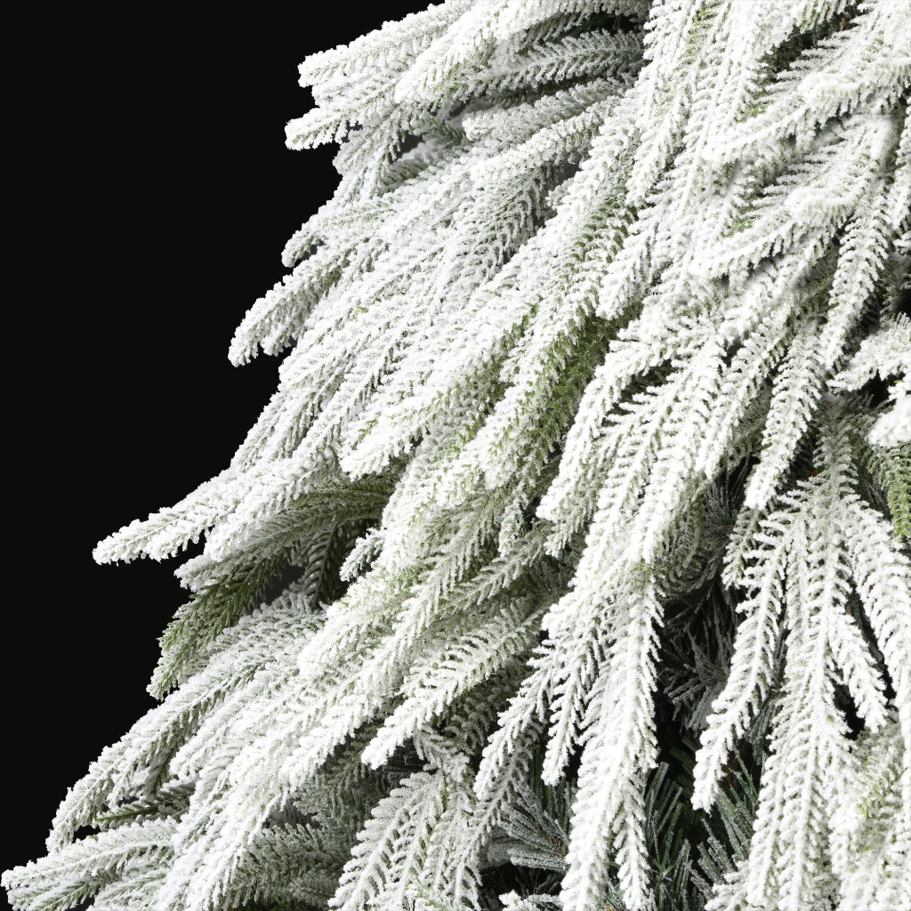 Ella Fir