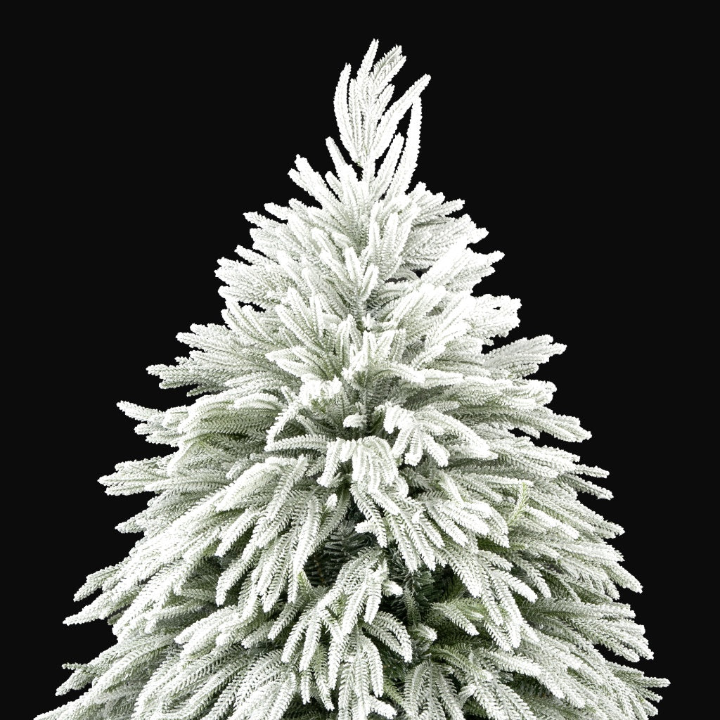 Ella Fir